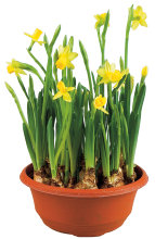 Minipåsklilja Ø19 cm